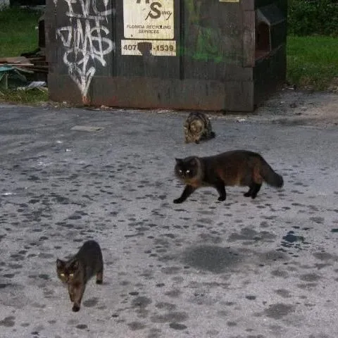 thumbnail for publication: ¿Qué tan eficaz y humanitario es el método Atrapar-Esterilizar-Liberar (TNR) para los gatos salvajes?
